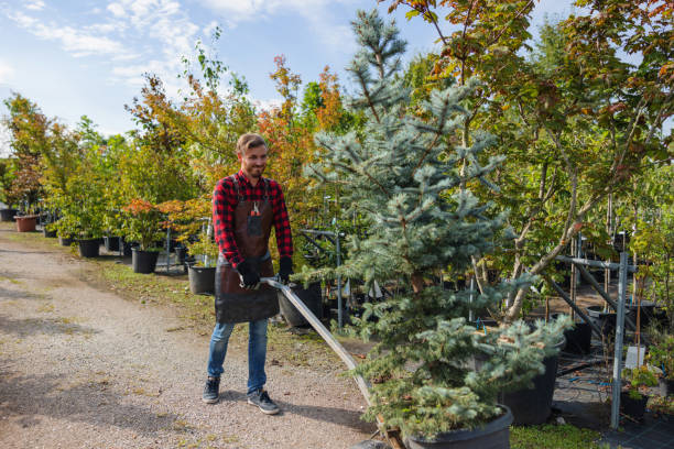 Tree and Shrub Care in Cambridge Springs, PA